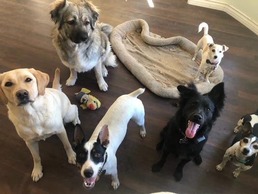 The Pack is here!