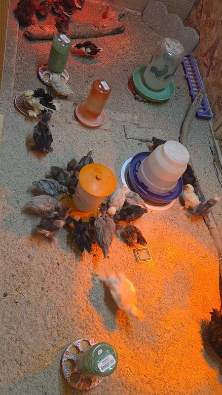 Chick food frenzy❤️