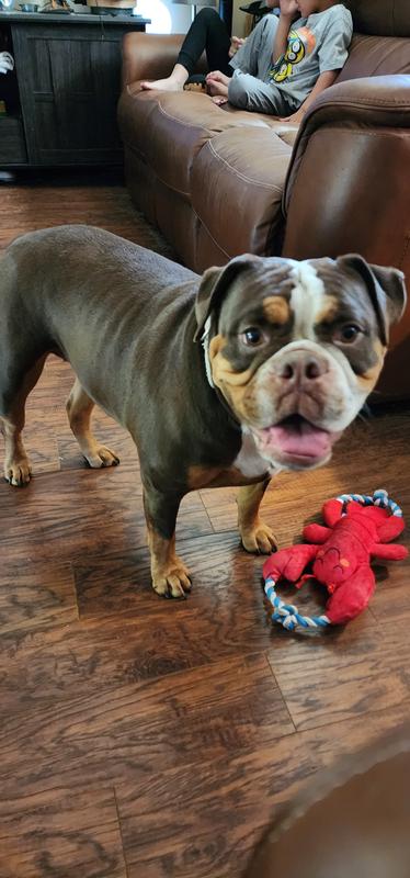 Happy puppy