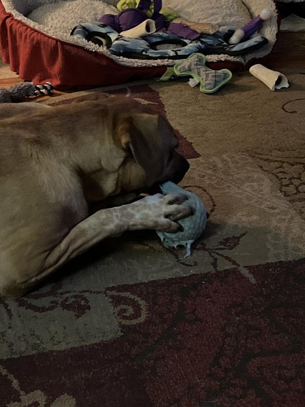 No this toy is holding up.