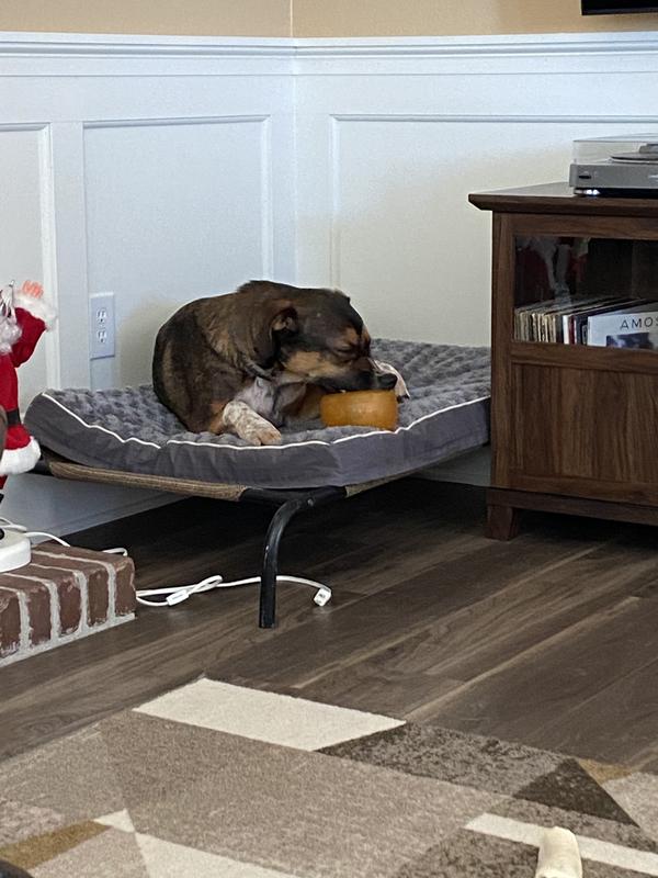 Orbee-Tuff Snoop Interative Treat Dispensing Dog Toy - Large — Minnesota  Basset Rescue