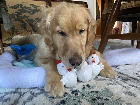 Frisco Chicken Coop Hide & Seek Puzzle Plush Squeaky Dog Toy Refills