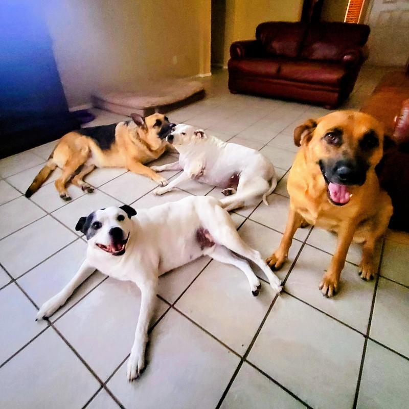 Happy, healthy pups!