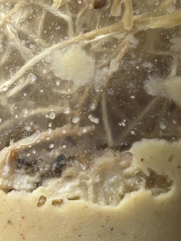 These are not flies ! These are mites