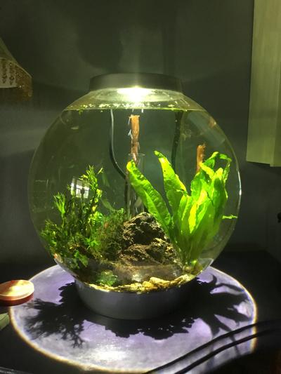 biorb fish aquarium fish tank 8 gallon bubbler accessories White LOOP 30 with Standard Light, For complete operation biOrb Flow 30L / 8