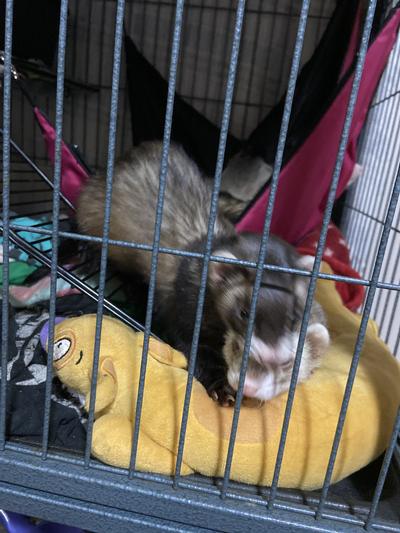 picture of fuzz butts in old cage!