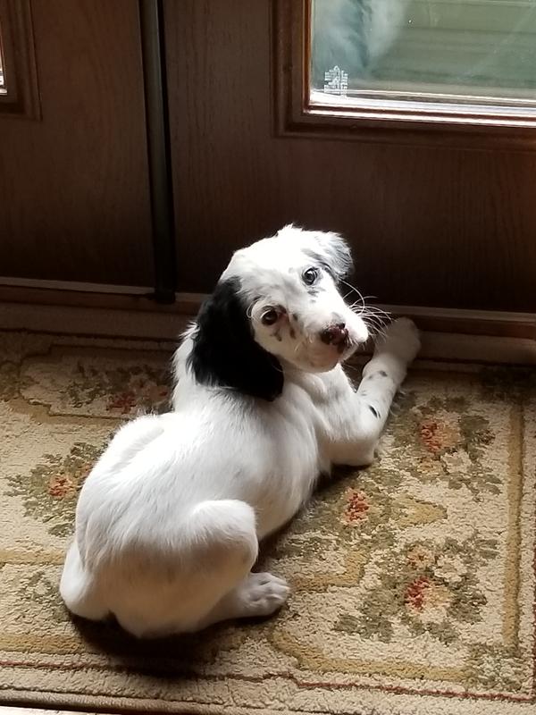 Sky loves Himalayan Dog Chews!