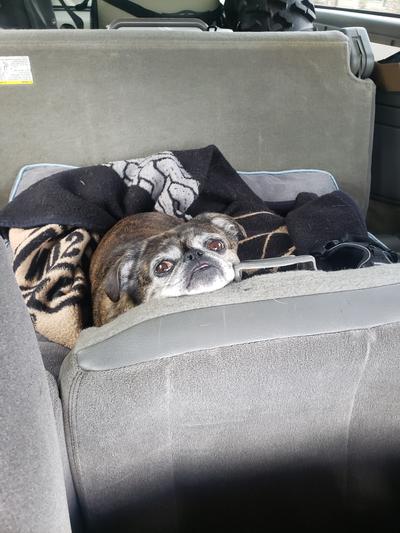 Great for those 4 hour drives with Mom and Dad