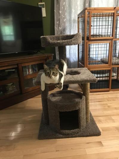 FRISCO 37-in Real Carpet Cat Tree with Condo, Grey - Chewy.com