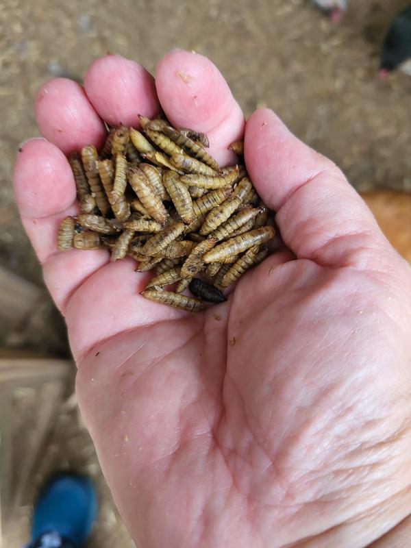 No greasy fingers after, nice size