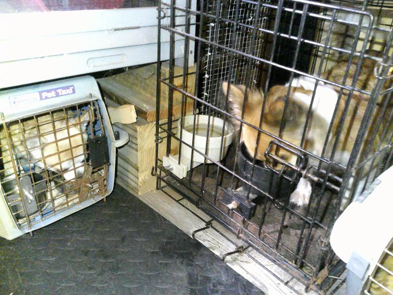 Mom (smaller kennel) and Daughter (bigger kennel) enjoying a new treat and flavor
