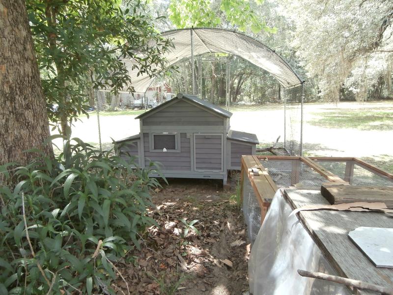 Back of chicken coop