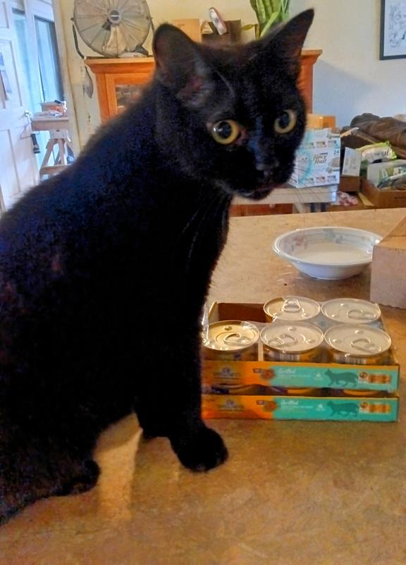 Lucky telling me to open the can of Wellness Turkey & Liver