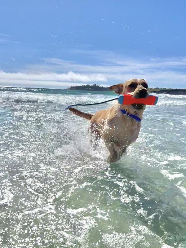 Happy Dog