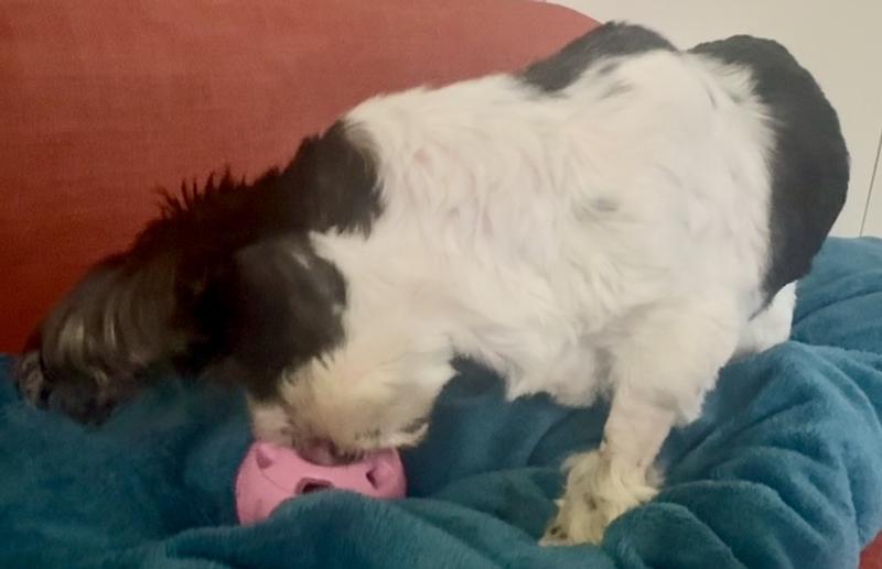 My dog Winnie with her face buried in the Woof Popsicle Pop