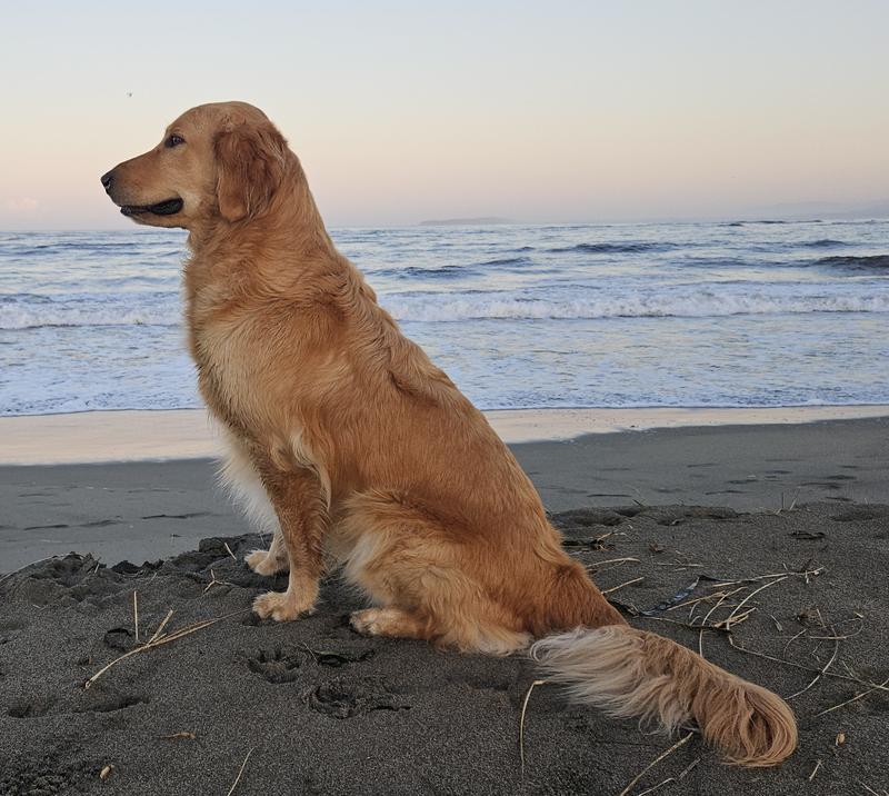Koda at Dillon Beach CA