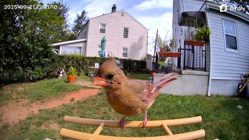 Juvenile Cardinal
