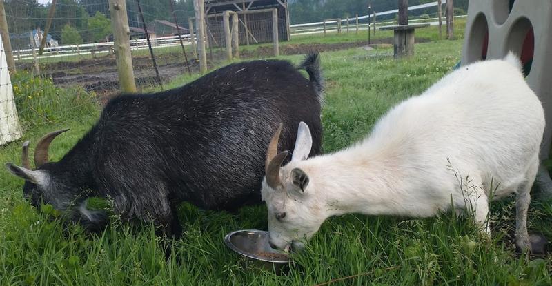 Chel and Grey Betty eating Nutrena Country Feeds 16% Pellet Goat Feed