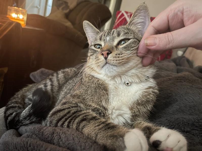 My fussy eater, Scout. Adopted from shelter 3 yrs ago