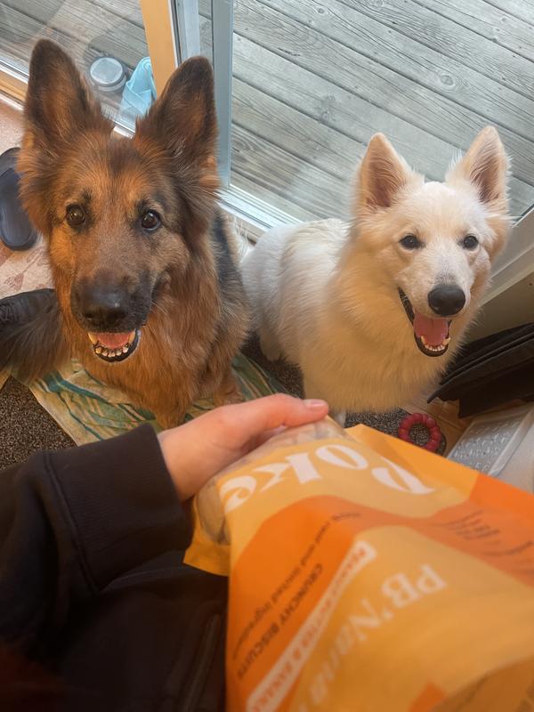 Zelda and Gandalf waiting excitedly for more