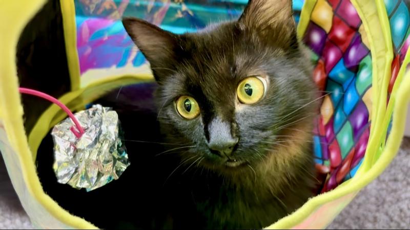 Trapped inside by owner