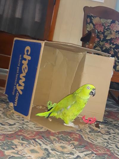 Parrots love the Chewy box too!