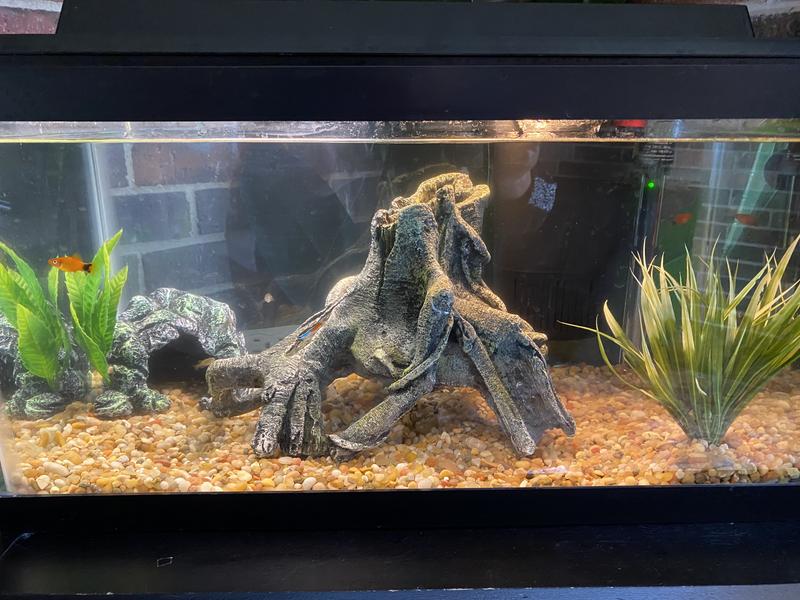 20 gallon tank