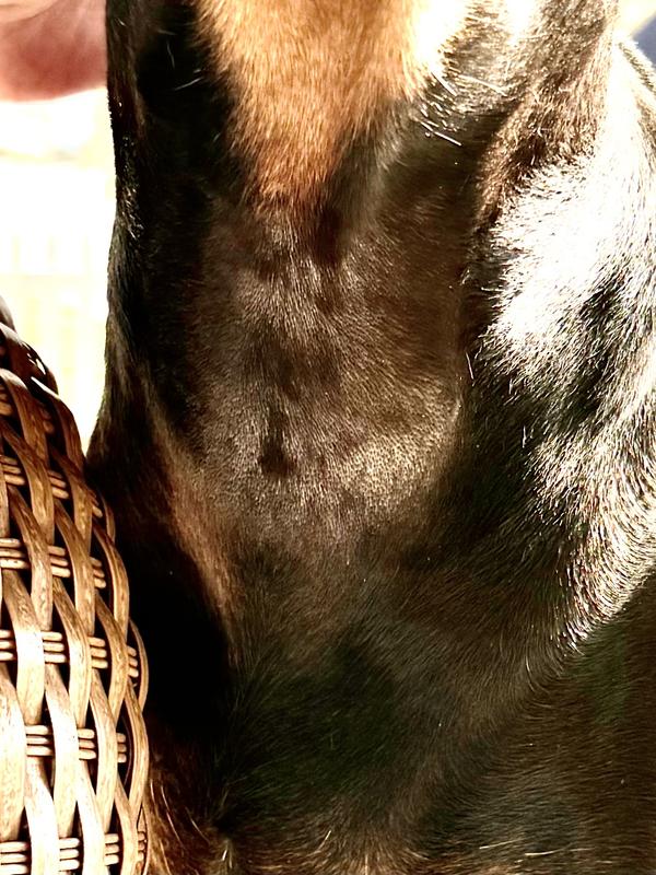 Raw sore and bald spot on my dog's neck