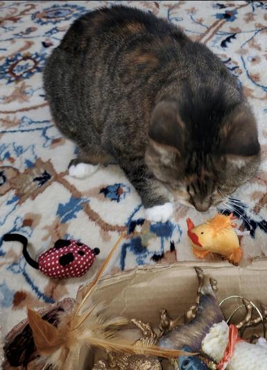 Mama playing with tweety bìrd!!
