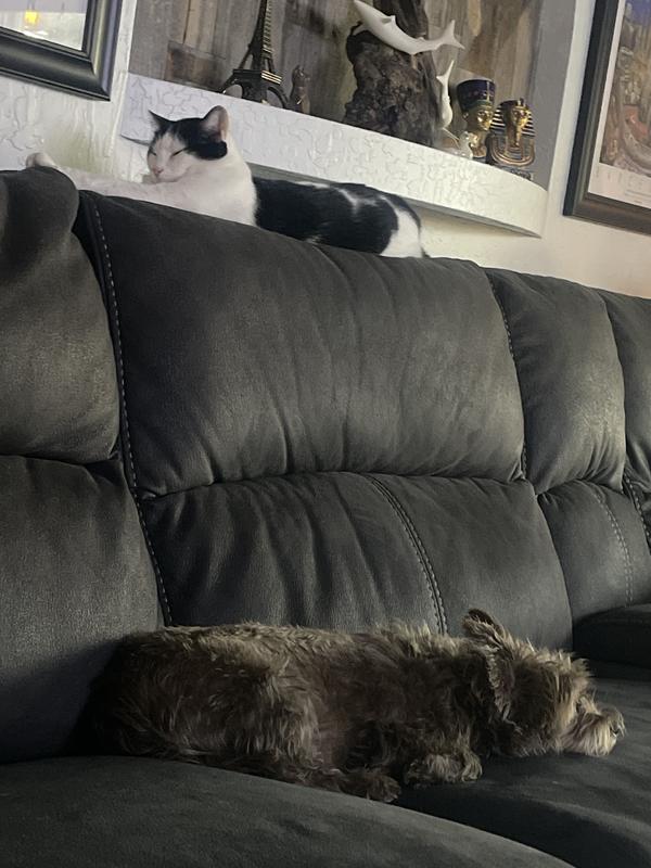 I would describe this as bliss thank this is just two the famous Bella  /Rascal 🐾Flipmaster,Willow,Checkers ^=•=^