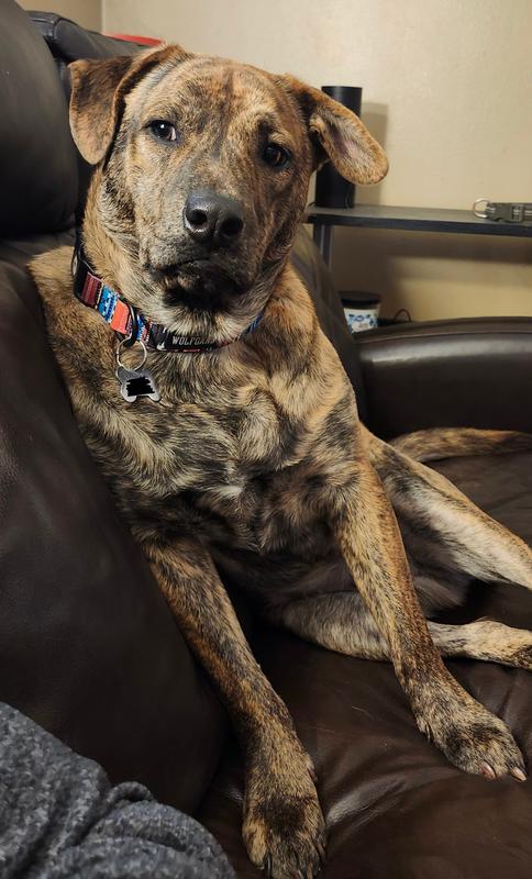 Lovin my new collar!