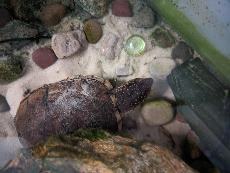 SunGrow Aquarium Canister Filter Tube Turtle & Betta Fish Tank Flexible Cleaning Brush 539502