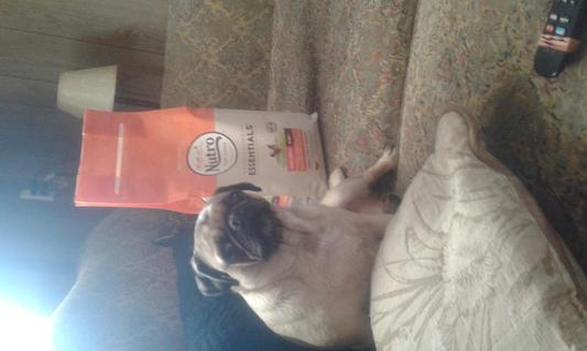 Pugalicious
