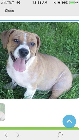 Shorty. Not a Beagle but a Bagle Hound