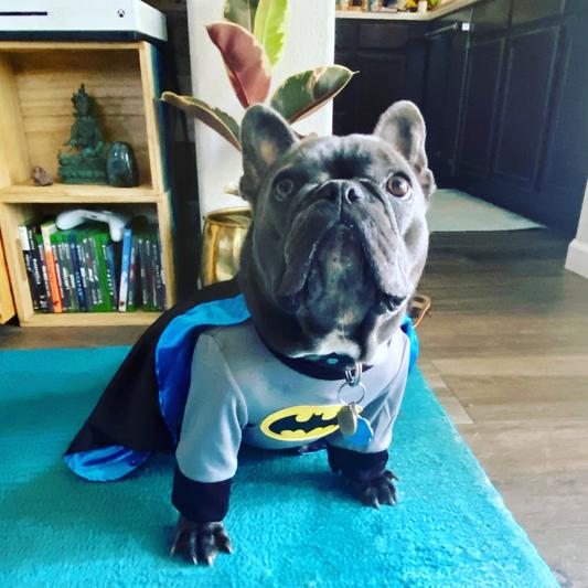 Rubie's Batman Dog Costume 