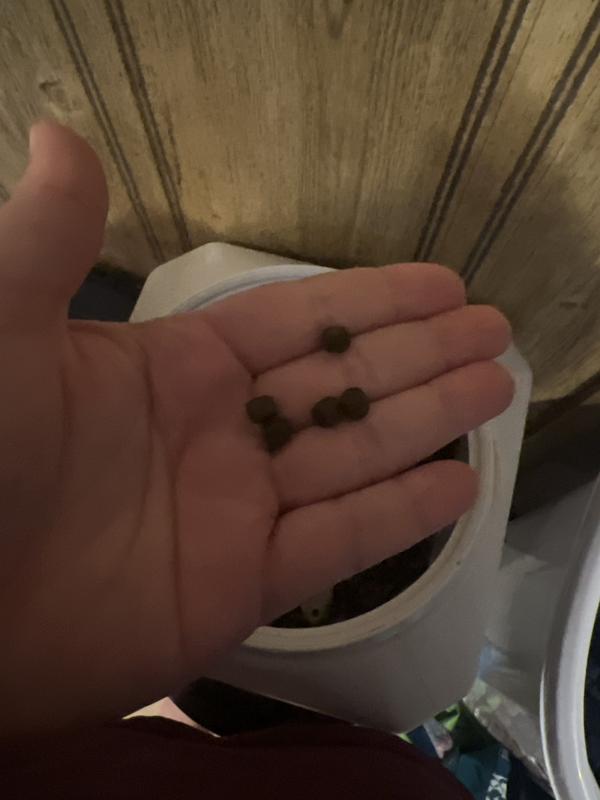 Very small kibbles for small mouths.