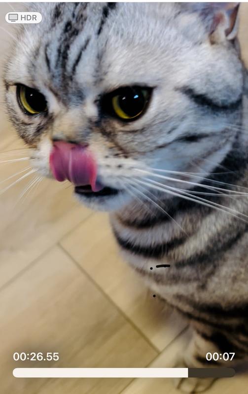 Two paws way, way up!