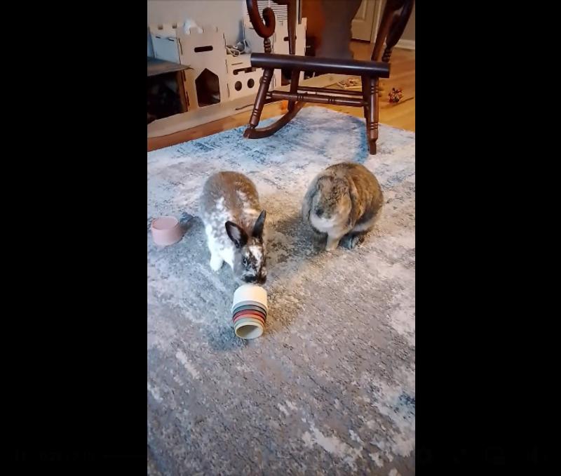 Gingersnap playing with the stacking cups while Snickerdoodle observes.