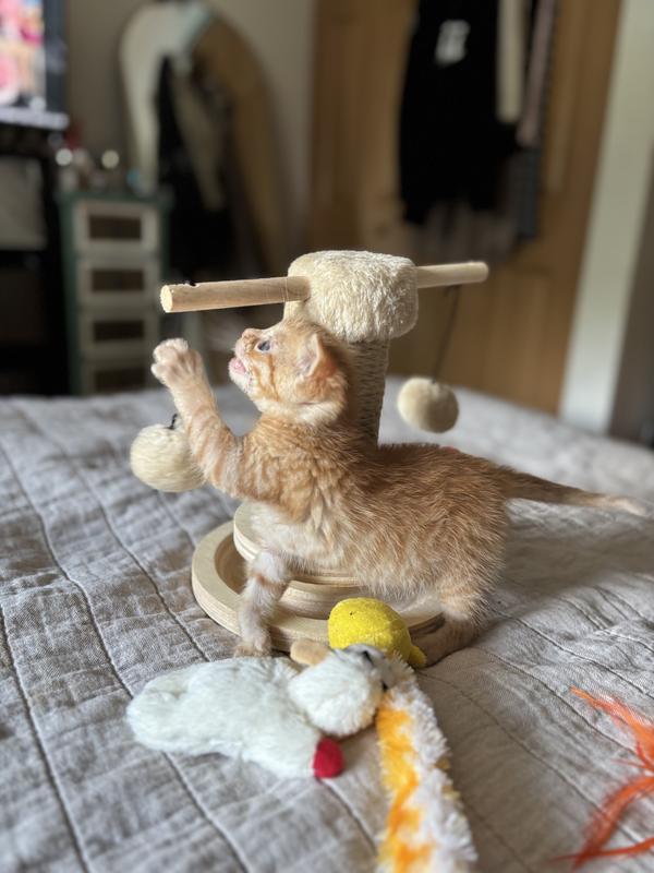 Arlo playing with the scratch post