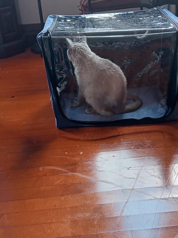 Where he stays for 10-15 minutes while the nebulizer releases albuterol sulfate into the treatment box.