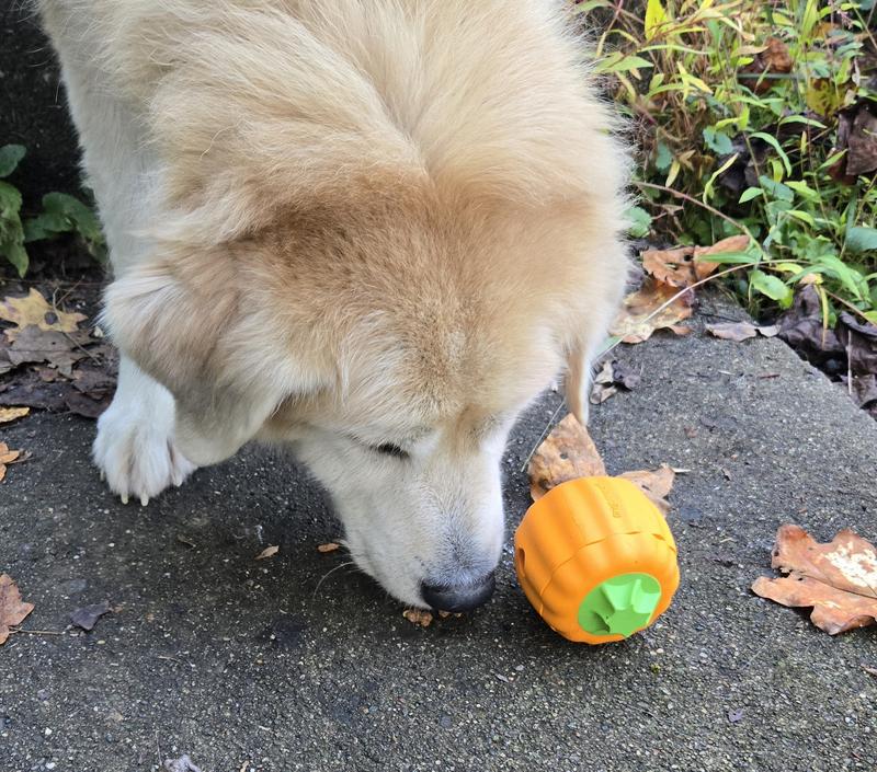 Brightkins Pumpkin treat dispenser