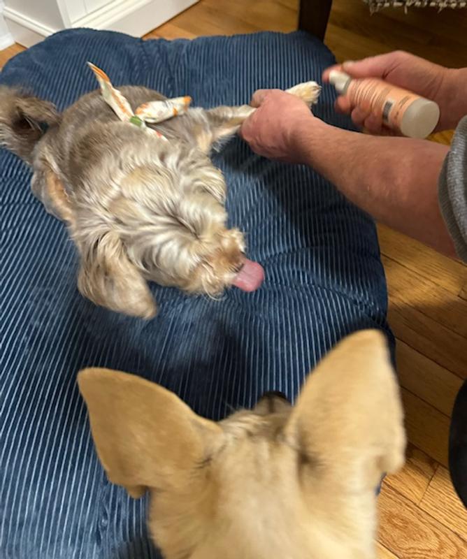 Sasha gets her paws treated as Zelda looks on.