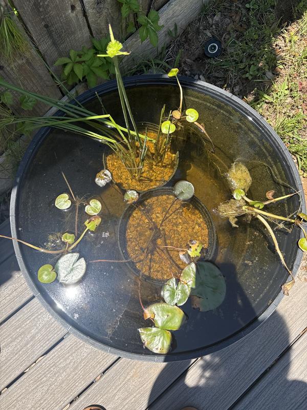 All plants bought through chewy for our dragonfly biome