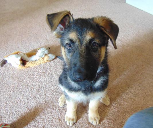 Our pup eagerly waiting for lunch!