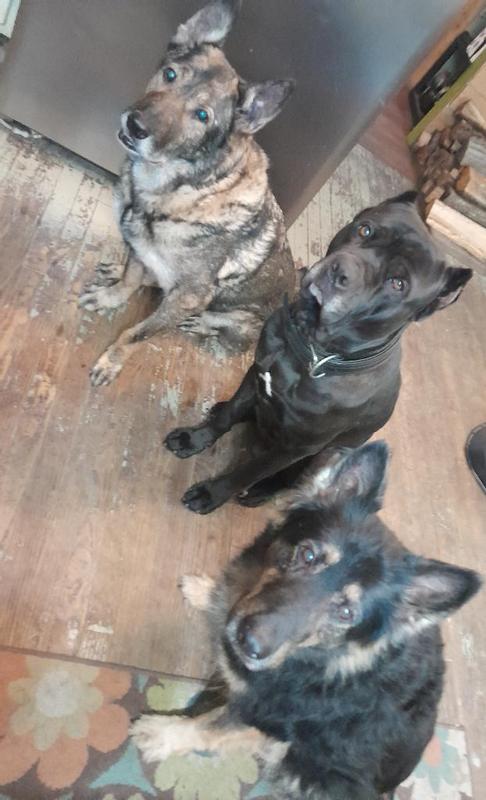 Everybody remembers the basic obedience when the treat bag comes out!