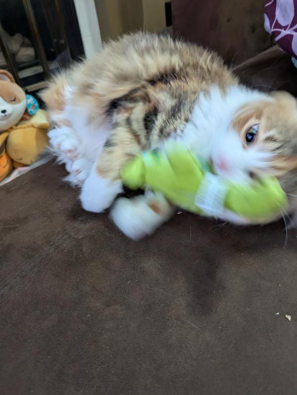 Getting a clear image was tough, as this toy really captured her desire to hunt. Most of her playtime was spent pouncing, rolling, and bunny kicking the gecko.