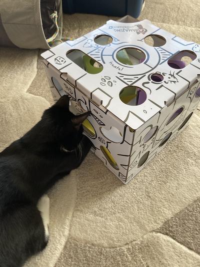 Cat Amazing SLIDERS Interactive Treat Puzzle Cat Toy 