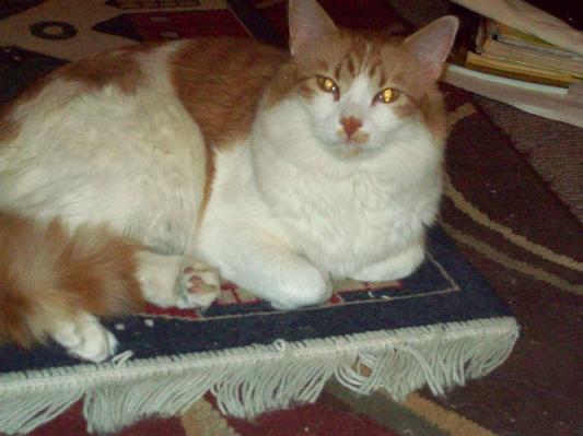My belly is full of treats