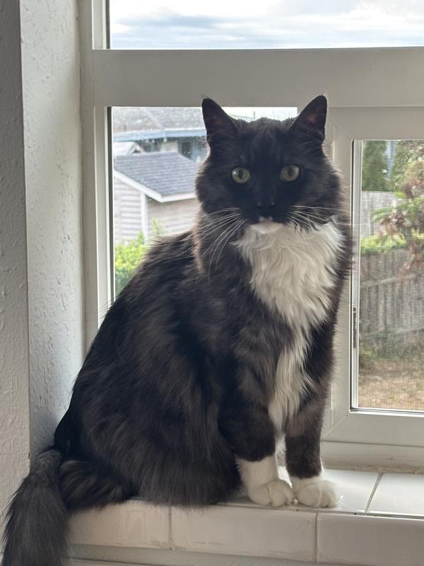 We were so excited to see him on the windowsill again. Sadly, he passed a few months later. We feel that this supplement was a game changer and he was able to do the things he used to do with a little more ease.