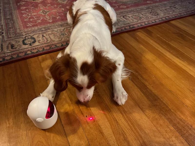 Birdie and the Laser